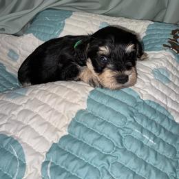 Boy-Green Collar - Black and silver male Miniature Schnauzer puppy in Stevenson, Alabama from Rivers Edge Schnauzers by Joyce Clark