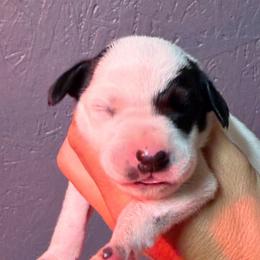 Rubble - White and black male Dalmatian puppy in Newfoundland, Pennsylvania from Poconopaws