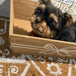BATMAN - Black and gold male Yorkshire Terrier puppy in Maple Heights, Ohio from Yorkiesllc
