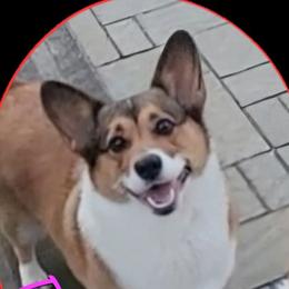 Prim - Pembroke Welsh Corgi