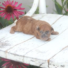 Tally - Wheaten female Whoodle puppy in West Bend, Iowa from Blue Skies Terriers
