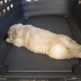 Golden Retriever Puppies from Honeysweet Goldens