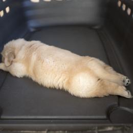 Golden Retriever Puppies from Honeysweet Goldens