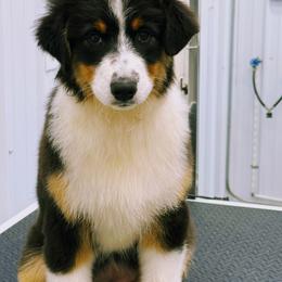 Spring - Black tri-color female Australian Shepherd puppy in Paris, Kentucky from Silverstone Kennel