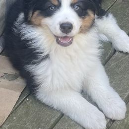 Kameha - Australian Shepherd puppy from Cranberry Hill Aussies