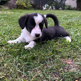 Phoenix - Black and white female Cardigan Welsh Corgi puppy in Clio, Michigan from Old Oak Cardigans