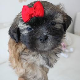 Girl one - Black and tan female Shih Tzu puppy in Paradise, California from Richview Shihtzu