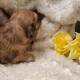 Dachshund Puppies from CLARK'S BREEDING PROGRAM