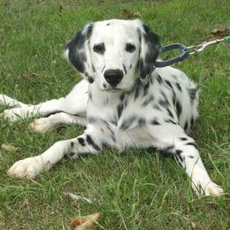 Sov (Full AKC, NN LUA, Longcoat) - White and black male Dalmatian puppy in Salem, Missouri from Paradise Spots Dalmatians
