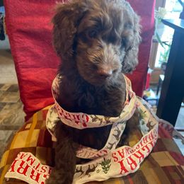 Cocoa - Chocolate male Australian Labradoodle puppy in Eagle, Wisconsin from Fruitful Beginnings,LLC