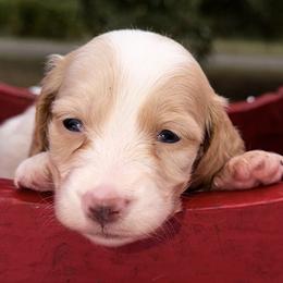 Blush - Cream female Dachshund puppy in Bentonville, Arkansas from Boujee Buns Dachshunds