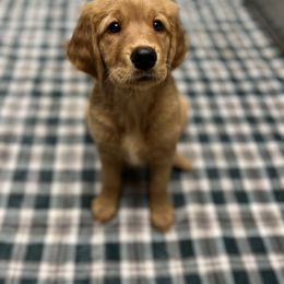 Golden Retriever Puppies from Mountain Reign Golden Retrievers