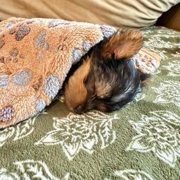 Yorkshire Terrier Puppies from SD_Yorkies619