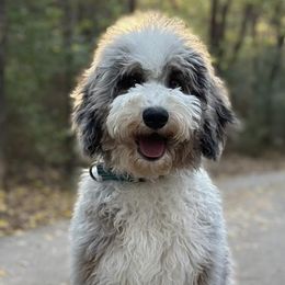 Assorted Doodle Crosses and Bernedoodles from Rock N Roll Doodles