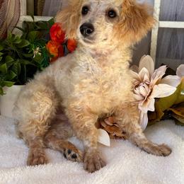 Felix - Cream male Poodle puppy in West Plains, Missouri from Suncreek Puppies