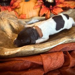 German Shorthaired Pointer Puppies from The W5 Ranch