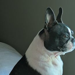 Boston Terriers from Whispering Willows