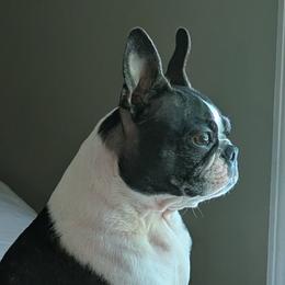 Boston Terriers from Whispering Willows
