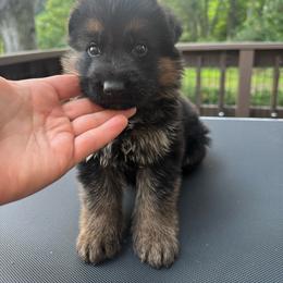 Mr Grey - Black and tan male German Shepherd puppy in Lawton, Michigan from Free Indeed Shepherds