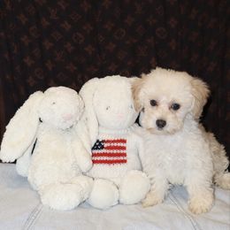 Poodle puppies from Pawsh Petites