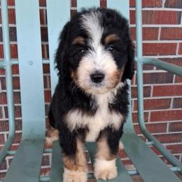Thor - Tri-color male Bernedoodle puppy in Arabi, Georgia from Huckadoodle Farm