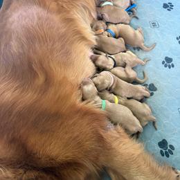 Girl 4 - Dark golden female Golden Retriever puppy in Kentucky from Greenridge Kennels