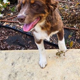 Odysseus - Australian Shepherd puppy from L’ Aussies of the Carolinas