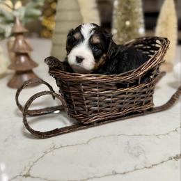 Blue collar - Tri-color male Bernedoodle puppy in Indiahoma, Oklahoma from Farm Fresh Doodles
