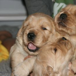 Golden Retriever Puppies from Sonador Golden Retrievers