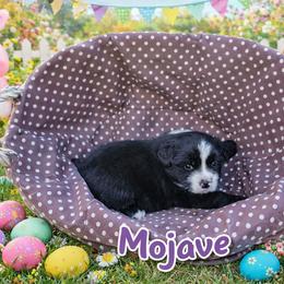 Mojave - Black & white male Miniature Australian Shepherd puppy in Orrtanna, Pennsylvania from Mountain Top Shepherd's