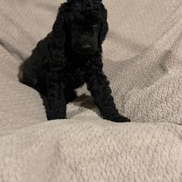 Girl 4 - Black female Poodle puppy in Walpole, Massachusetts from Harborstone Poodles and Terriers
