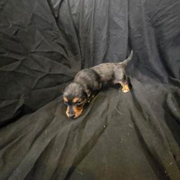 Rockie - Dapple male Dachshund puppy in Ft Dodge, Iowa from Secret Reality