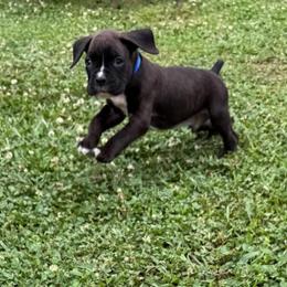 Blue collar - Brindle male Boxer puppy in Tennessee from Bellmont Boxers East TN