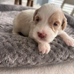 Donatello - Parti male Goldendoodle puppy in Brooksville, Florida from Abby’s Standard Goldendoodles