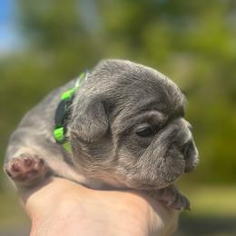 Luna - Tricolors female French Bulldog puppy in Salisbury, Maryland from 77 Frenchies Maryland