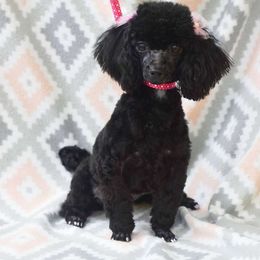 pridi - Poodle