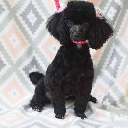 pridi - Poodle