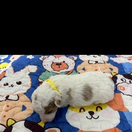 Poodle Puppies from Alisha Sneed's Bullmastiffs