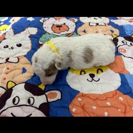 Poodle Puppies from Alisha Sneed's Bullmastiffs