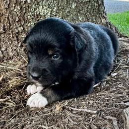 Breve - Black tri female Miniature Australian Shepherd puppy in Mount Carmel, Tennessee from Hill Top Mini Aussies