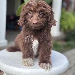 Sox - Brown and white male Aussiedoodle puppy in Strasburg, Pennsylvania from Still Water Puppies