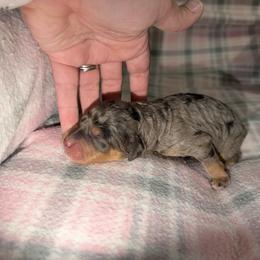Finn - Blue merle male Bernedoodle puppy in Warrensburg, Missouri from Dreamer Ridge Puppies
