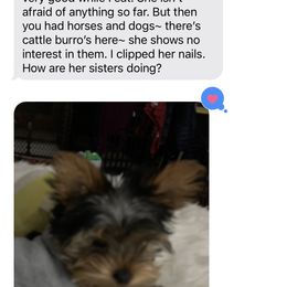 Yorkshire Terrier Puppies from Happy Little Yorkies