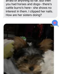 Yorkshire Terrier Puppies from Happy Little Yorkies