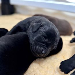 Blue Collar - Black male Labrador Retriever puppy in Somerset, California from Cantina Labs and Cavs