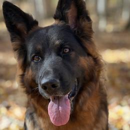 Shea - German Shepherd