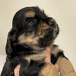 English Cocker Spaniel Puppies from Rock Moss Farm and Kennel