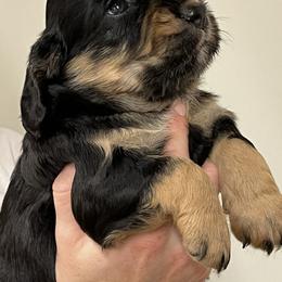 English Cocker Spaniel Puppies from Rock Moss Farm and Kennel