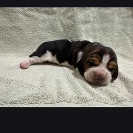 3rd male - Black brown and white male Basset Hound puppy in Hood River, Oregon from The Walls Hounds With Heart