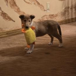 Collie Puppies from Briar Oaks